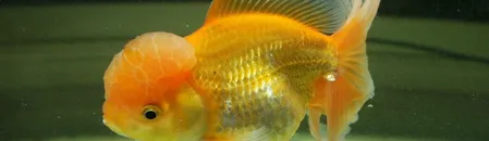 goldfish-system